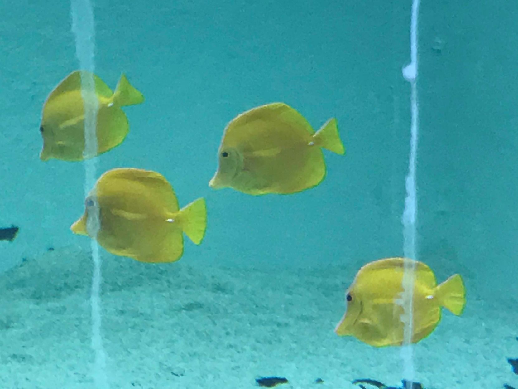 First fish at Blue Zoo